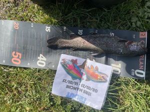 Rainbow Trout