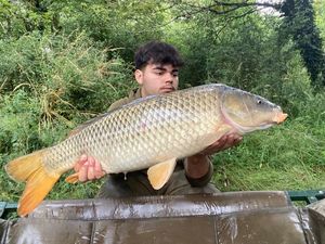 Common Carp