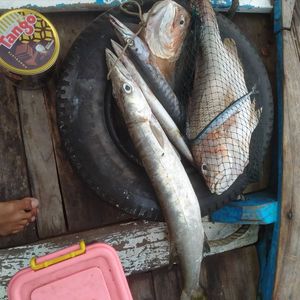 African Moonfish