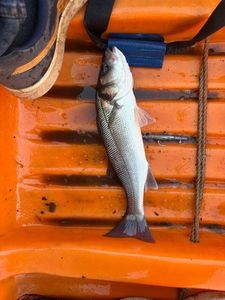 European Bass (Seabass)