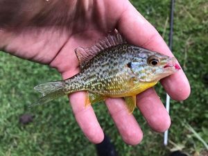 Green Sunfish gevangen door Anthony Marchais