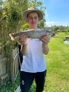 Rainbow Trout