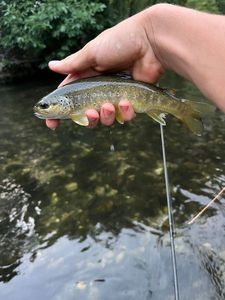 Brown Trout