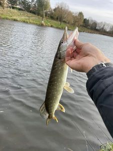 Northern Pike