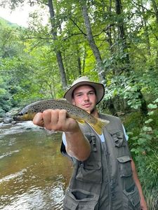 Brown Trout