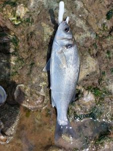 European Bass (Seabass)