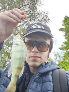 European Perch