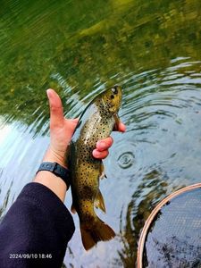 Brown Trout