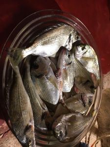 Gilthead Seabream