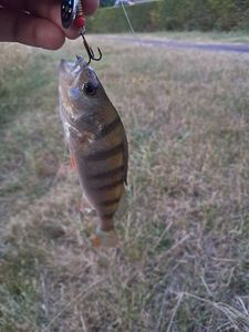 European Perch