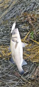 European Bass (Seabass)