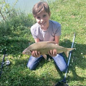 Tench