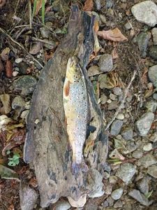 Brown Trout