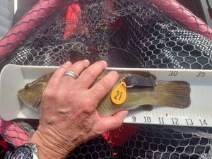 Cuckoo Wrasse