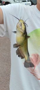 Black Bullhead