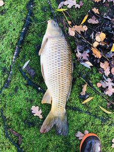 Common Carp