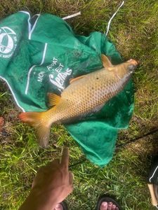 Common Carp