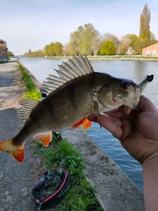 European Perch