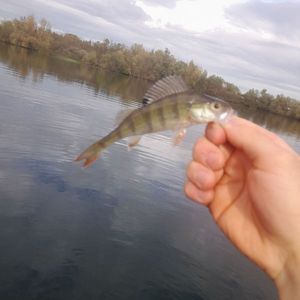 European Perch