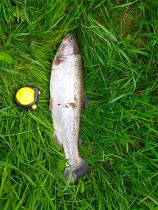 Rainbow Trout