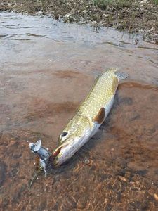 Northern Pike