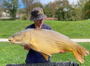 Common Carp