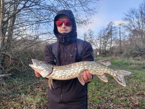 Northern Pike
