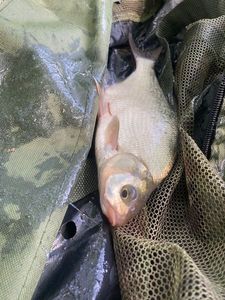 Common Bream