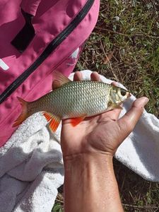 Roach