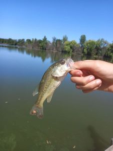 Largemouth Bass