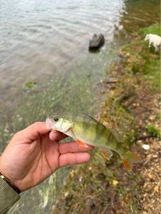 European Perch