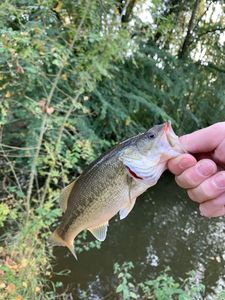 Largemouth Bass