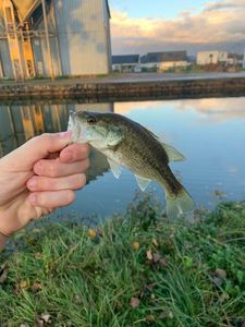Smallmouth Bass