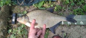 Common Bream