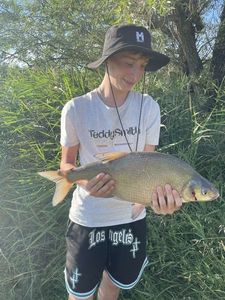 Common Bream