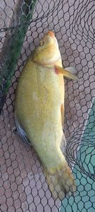 Tench