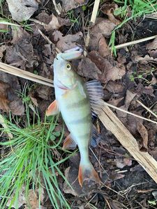 European Perch