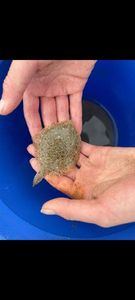 Turbot
