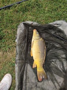 Mirror Carp