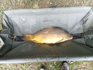 Mirror Carp