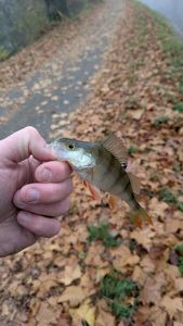 European Perch