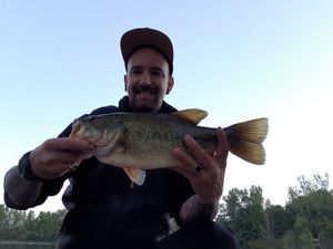 Largemouth Bass