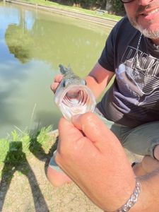 Largemouth Bass