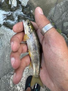 Brown Trout
