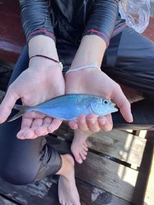 Japanese Jack Mackerel
