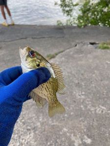 Rock Bass