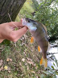 European Perch