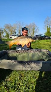 Mirror Carp