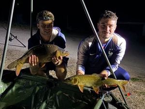 Barbel