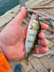 European Perch